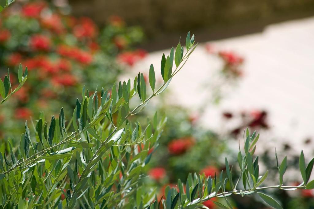 Hotel Relais Agli Olivi Λατζίζε Εξωτερικό φωτογραφία